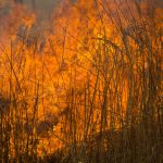 BrushFire BrushFire